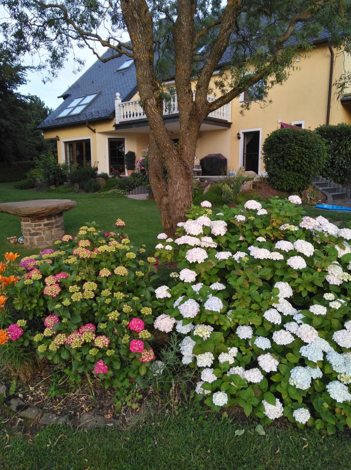 Haus Maria Apartment Olmscheid ภายนอก รูปภาพ