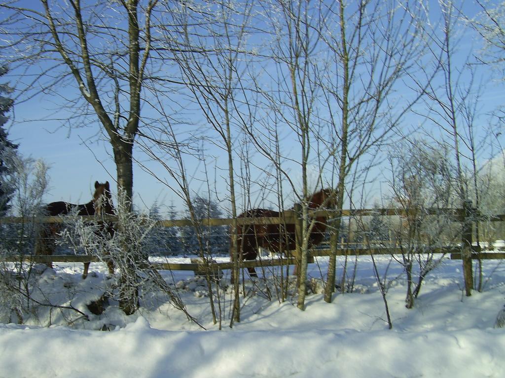 Haus Maria Apartment Olmscheid ห้อง รูปภาพ